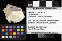 Foto (Objket + Etiketten) von Decapoda indet. 